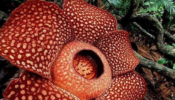 鬼吹灯尸香魔芋的原型,真能散发出腐尸臭味,你敢闻吗?