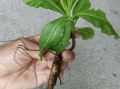  此种：此种“植物”，以往叶子常被拿去“喂猪”，而如今少见，遇到别踩