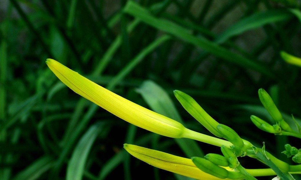  【闻早冠】诗说黄花菜：忘忧草，含笑花，劝君闻早冠宜挂