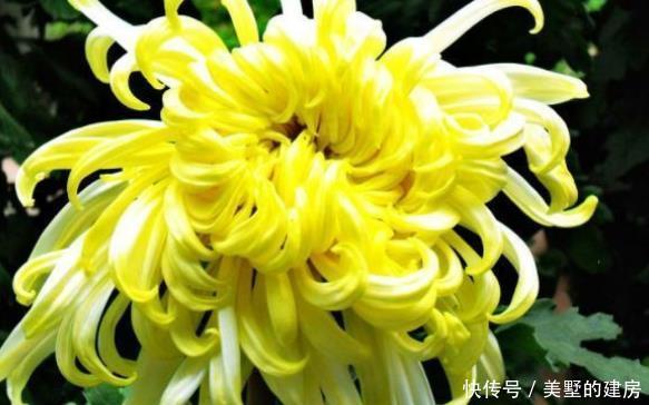  喜欢■新手养花，不如养盆花中精品“嫩竹玉笋”，风姿如画，清新脱俗