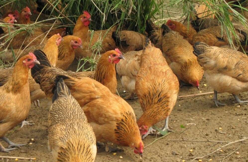  「肉鸡」喂了一年的土鸡却卖不动了，农民：城里人为啥都不买了