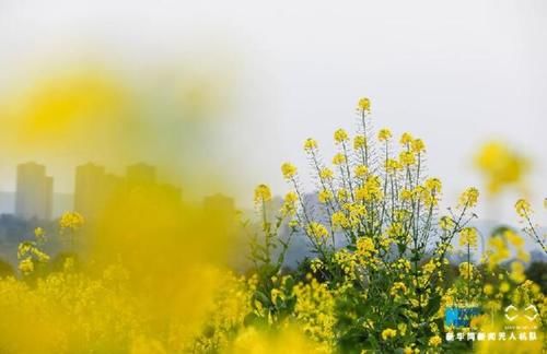  [风景]重磅规划首次亮相！重庆要为长江画上最美的风景眼