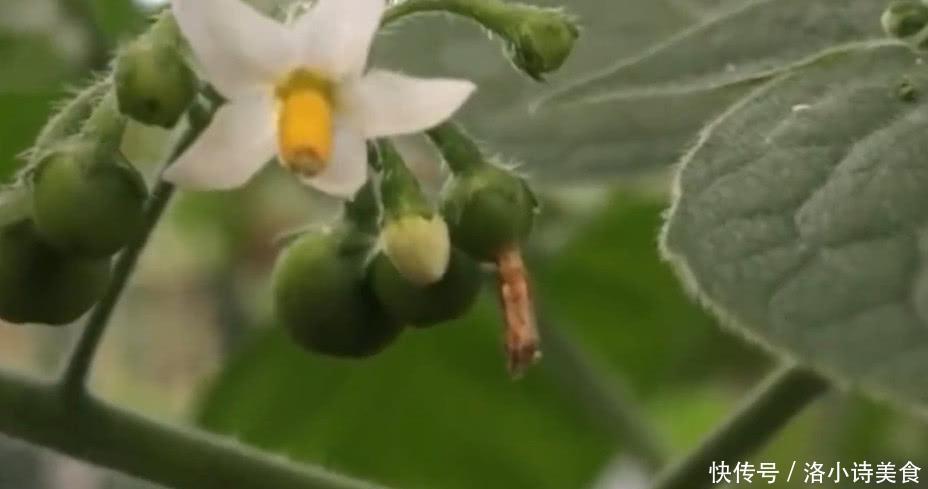 农村这种野草很特殊，村民叫它“天茄子”，能够化解毒蛇咬伤