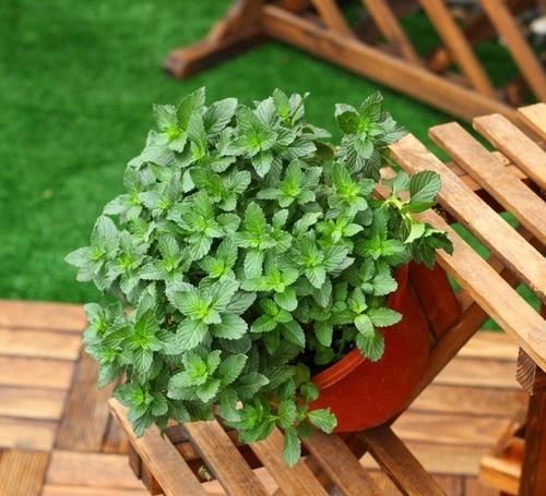 『家养』在家养盆这种花,好看又香还能吃