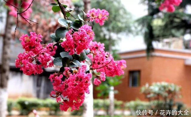 种植|今年夏天流行养紫薇,完全不怕晒,将它放到太阳下长达开花四个月