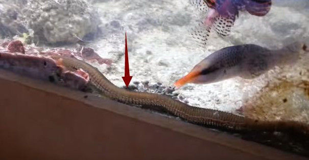 「鱼缸」男子发现鱼缸有异样,蹲守三天后,发现其中隐藏秘密