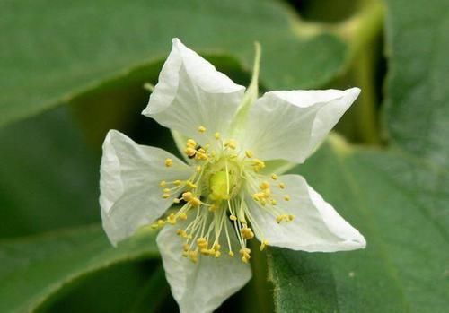  「顶级」山里一种植物，花是蜂蜜中顶级珍品，也是中药至宝，遇到请重视！