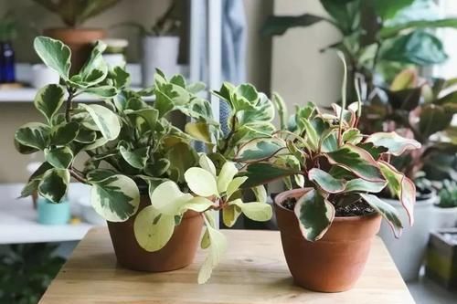  「室内」植株小巧又耐阴的6种植物，适合养在室内桌面上