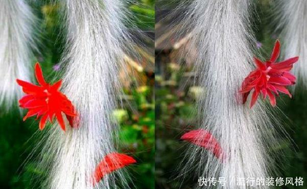 仙人掌科:有种猴尾巴仙人掌,才养了几年,没想到变成了一道风景线