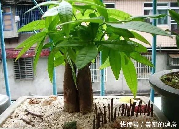  适合■适合懒人养的花卉，一个月不浇水照样长，还能打鸡血似的开满花