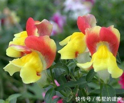 「漂亮」喜欢在家中养护漂亮的花花,就选择3种花卉,花型漂亮,高雅美丽