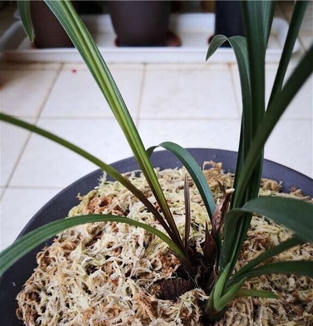  呼呼：兰花叶尖干枯烂根怎么办?做好这几步就死不了,新芽还呼呼冒