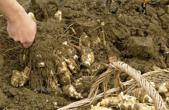  「做起」农村这种植物，以前农民当野草烧掉，却不知道它做起菜