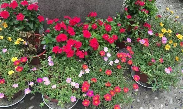  「植物」4种花“叶子肥”还耐旱,客厅养一盆30天不浇水,长得越来越旺