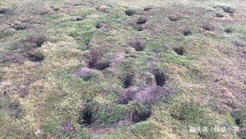 100年前不到20只,如今数量已达百亿只,当地人