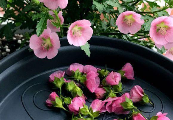  「机器」阳台养盆它，公认的开花机器，一年能开8个月，随便养养就爆盆