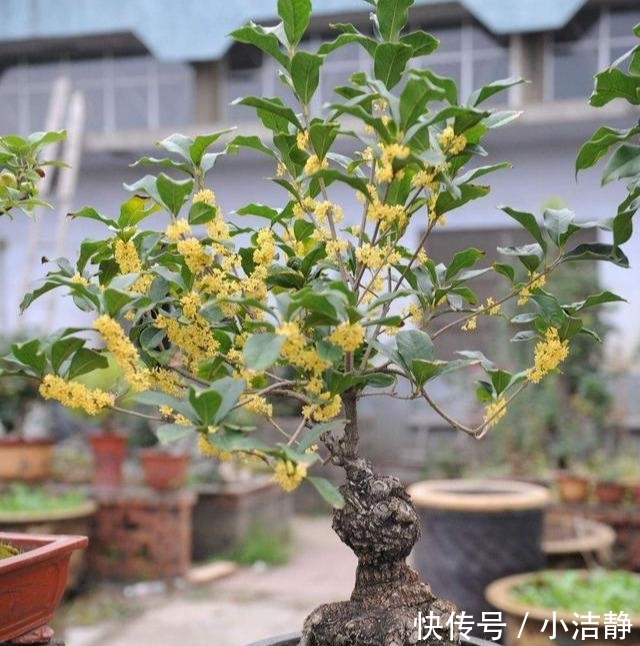 「观叶」路边4种树,遇见别错过,掰个叉就生根,观叶赏花还好吃