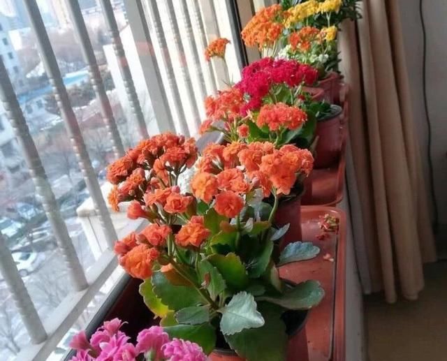  花儿@这种花儿不用买，一片叶子种一棵，花朵鲜艳漂亮，想种多少盆都行