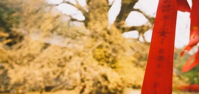 李世民种的银杏树火到国外,美了1400年!西安,火出圈了