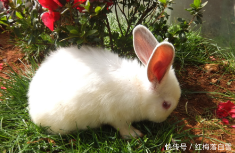  [兔子]农民养兔子能致富，100只兔子一年可以赚6万块，为啥没人