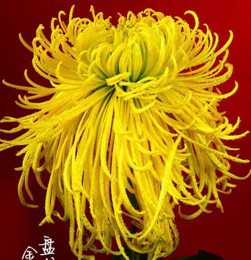  「飞扬」喜欢菊花，就养盆“珍贵名菊”盘龙金丝，似金丝飞扬，金光灿灿