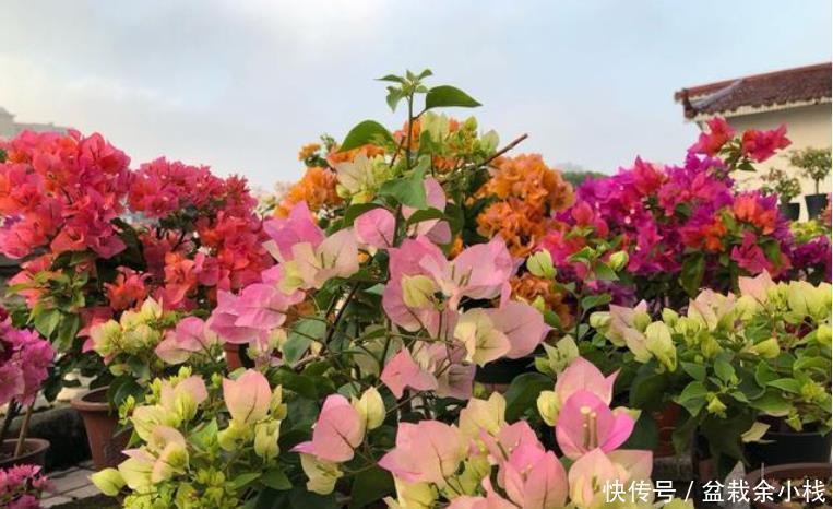 【种类】家里养这几款植物,旺财又养人,日子越过越好,值得拥有!