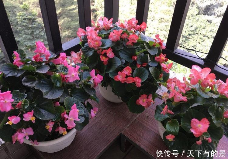  #天天#养花就养此5种，开花漂亮数量多，家里养一盆，天天都能赏花