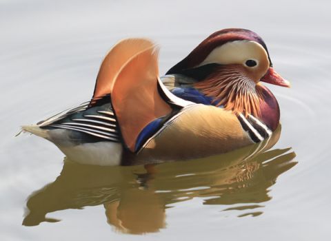 鸳鸯戏水成颐和园西堤一景