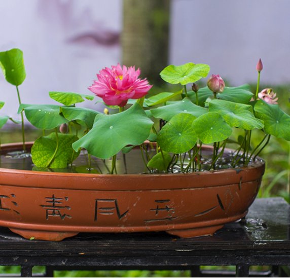  「花苗」好养耐活忒养眼的花苗！装饰阳台还能净化空气！香气四溢
