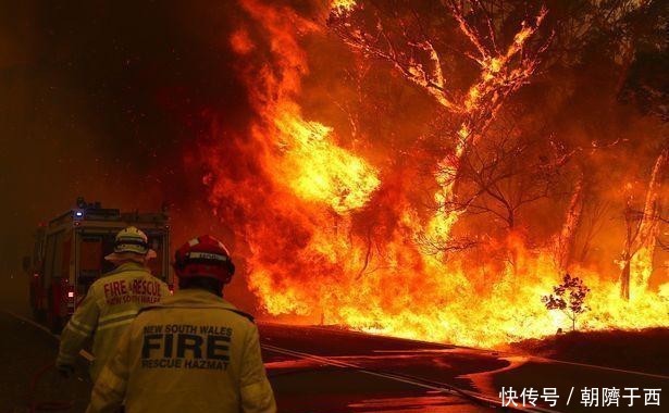 澳大利亚森林火灾动物