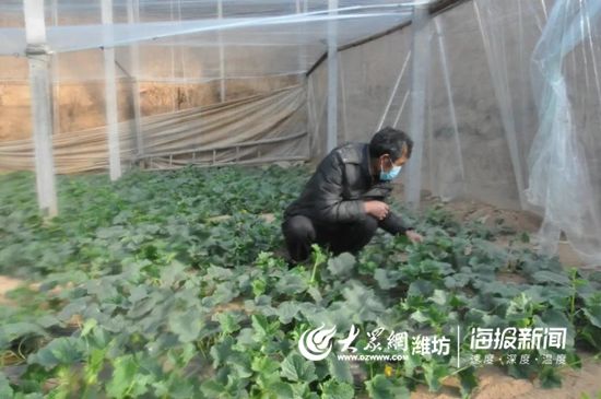  弥河银瓜：青州弥河：战“疫”生产两手抓 田间地头农事忙