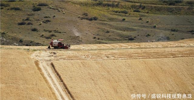 9月来新疆旅行，江布拉克的万亩麦子丰收宛若一幅天然风景画