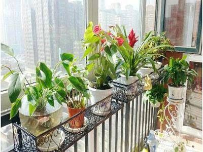  「花架」家中的阳台上种花草，花架的选择要重视，否则就跟没种一样