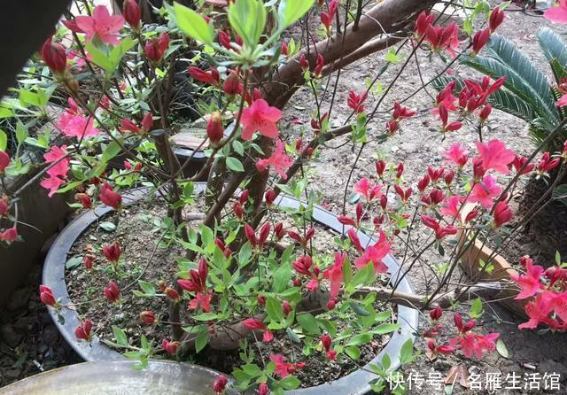 记住:映山红过冬,记住4点,花朵大、色泽鲜艳,开千百朵,漂亮极了