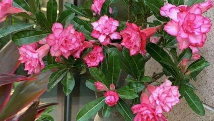「懒人」“四朵花”最适合懒人养,埋在土里就活,水疯狂地长,漂亮的开花期长
