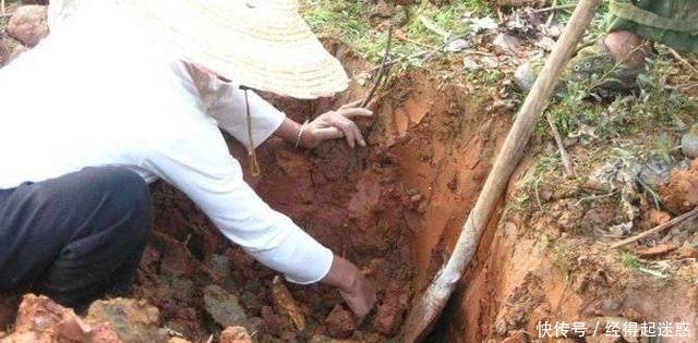 农村夫妻在干地里挖莲藕，你见过吗这种活一般人做不来！