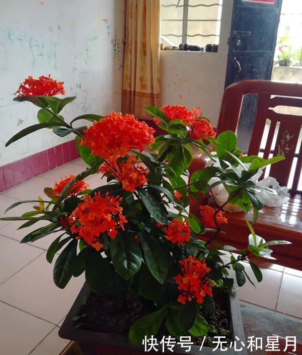  『绿萝』此盆栽，四季开花，花叶秀美，花色丰富，是时候告别绿萝吊兰了！