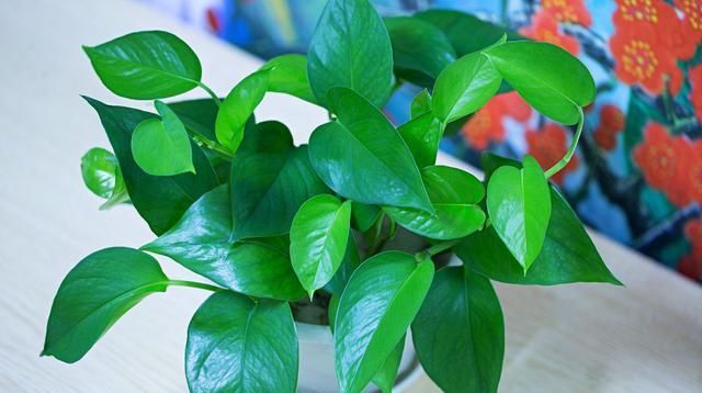  春天：春天养绿萝，多加4种“料”，30天就能“爬墙揭瓦”