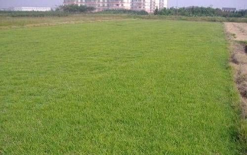  【细弱】细弱剪股颖，圆锥花序长圆形，暗紫色。