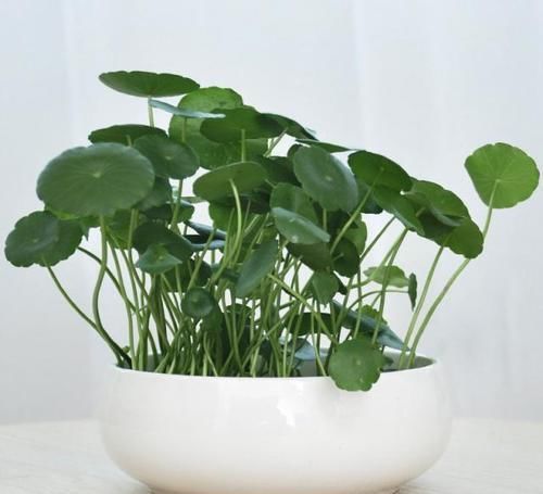  [养花]春天养花就养“它”，什么环境都疯长，叶片圆又大，养的多还旺财