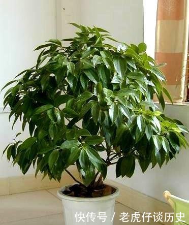  【财树】4大“财树”, 家里一定养几盆, 棵棵是“寓意”植物, 别忽视