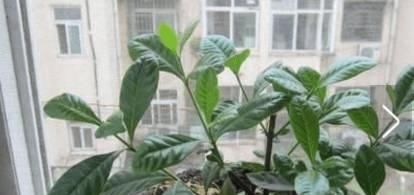  修剪■多年经验，栀子花修剪要点，让栀子花长得更好