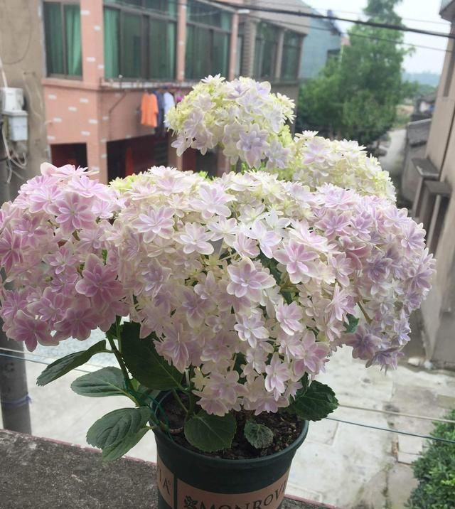  【盆栽】此款世界名花，花型硕大美丽，花期超级长，养护简单，是盆栽佳品