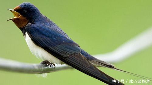 燕子不落苦寒之家，不进愁家门，他们是怎么判断的呢？