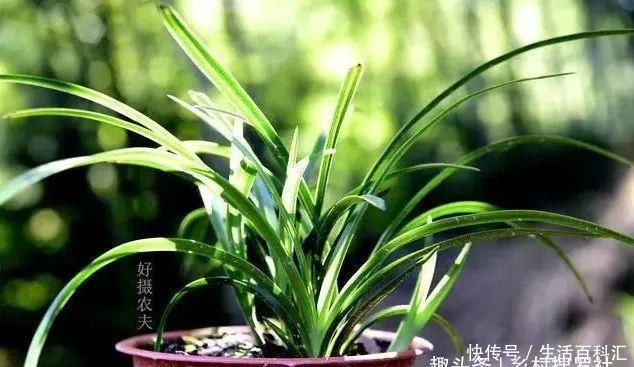  新芽@兰花种植技巧，新芽期的三大忌，犯了一个都会烂苗