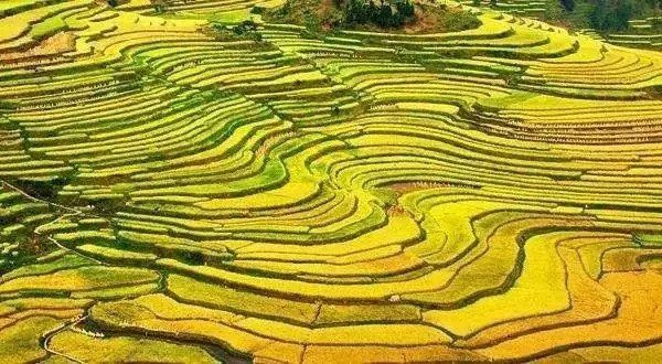 金秋贵州 这些田间地头要美哭了!