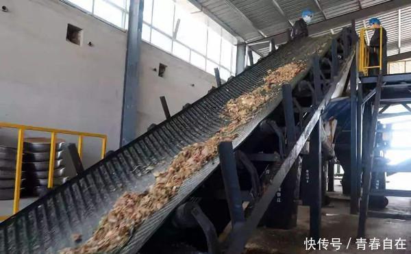 中国最恐怖工厂，竟然养了60亿只蟑螂，老外：中国人太聪明