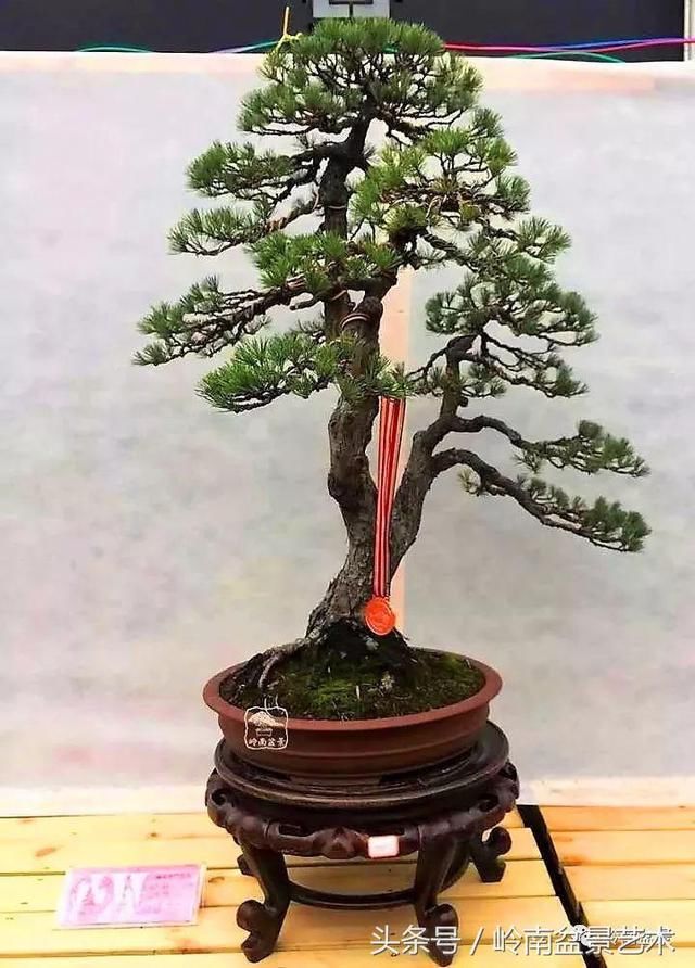 松树盆景，怎样才能算上品？