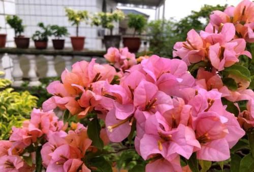  三角梅■三角梅开花越来越少？“喂饱它”，一茬一茬开不断，次次都爆盆
