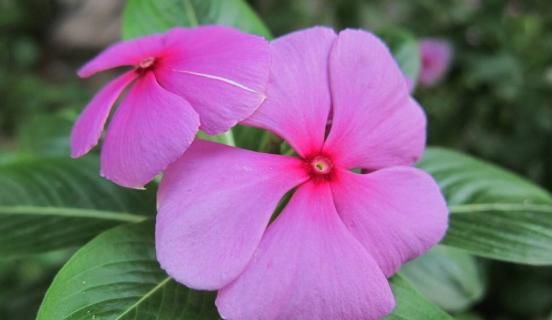 「石竹」5款“爆盆机器”,花朵艳丽,全年开花,花多易爆盆,一树多色花